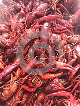 South Louisiana Crawfish. Fine Cajun Cuisine