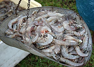 South Louisiana Shrimp being weighed before Selling.