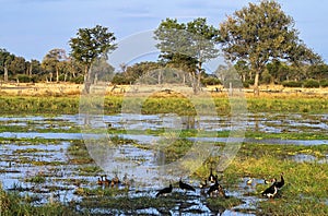 South luangwa river view photo