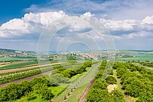 South Moravia, Czech republic: Vineyard fields on agriculture land. Countryside meadow, vineyard plant and beautiful landscape nea