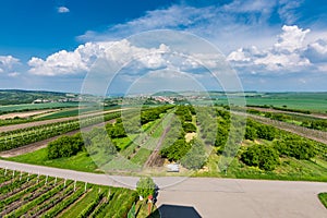 South Moravia, Czech republic: Vineyard fields on agriculture land. Countryside meadow, vineyard plant and beautiful landscape nea