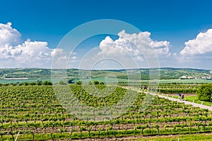 South Moravia, Czech republic: Vineyard fields on agriculture land. Countryside meadow, vineyard plant and beautiful landscape nea