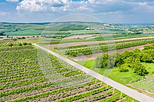 South Moravia, Czech republic: Vineyard fields on agriculture land. Countryside meadow, vineyard plant and beautiful landscape nea