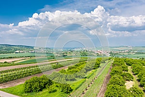 South Moravia, Czech republic: Vineyard fields on agriculture land. Countryside meadow, vineyard plant and beautiful landscape nea