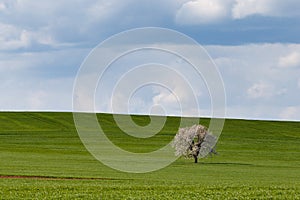 South Moravian fields, Czech Republic fields, moravian hills