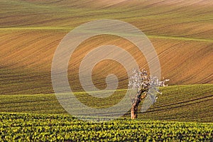 South Moravian fields, Czech Republic fields, moravian hills
