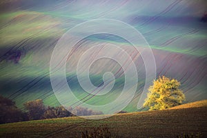 South Moravian landscape with trees and wavy green fields in autumn. Wavy fields in Czech Republic. Czech Tuscany. Nature backgrou