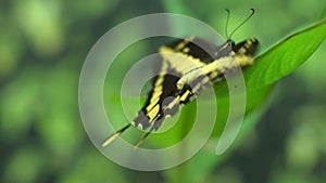 South and North America entomology, beautiful exotic butterfly Papilio thoas