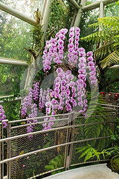 Aphrodites Phalenopsis Orchid, National Orchid Garden, Botanical Gardens, SIngapore photo