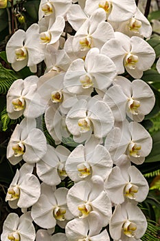 Aphrodites Phalenopsis Orchid, National Orchid Garden, Botanical Gardens, SIngapore photo