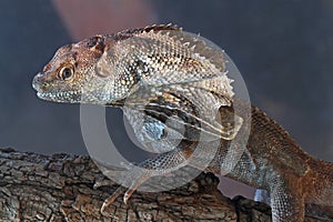 South Pacific Frilled Lizard