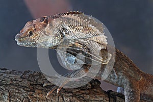 South Pacific Frilled Lizard photo