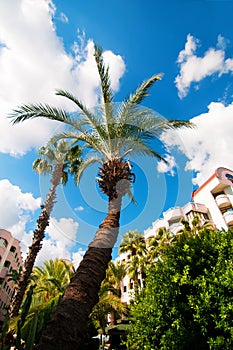 South palm in a seaside resort opposite a blue sky