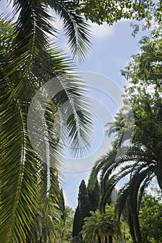 South park palm tree branch cypress trees sky rest south blue sky