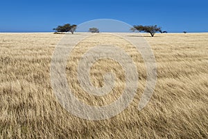 South point park grassy plains