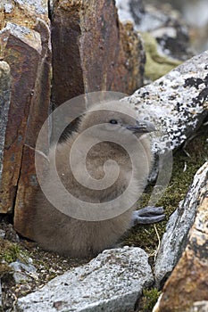 South Polar skua chick who hid among the rocks