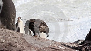 South polar skua and penguins from Antarctica