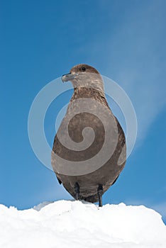 South polar skua sitting on the snow.