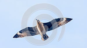 South polar skua (Stercorarius maccormicki) flying against a blue sky