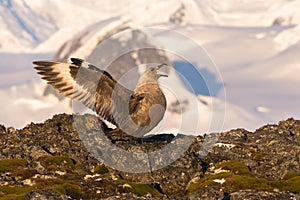 The south polar skua Stercorarius maccormicki Graham Land, Argentine islands, Antarctica