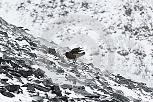 A South Polar Skuar standing on rocks