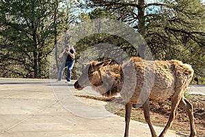 South Rim, Grand Canyon, Arizona - April 19, 2015: Photographer makes a photo of Rocky Mountain Elk