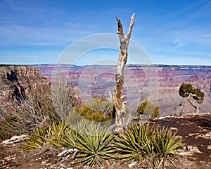 The South Rim of the Grand Canyon