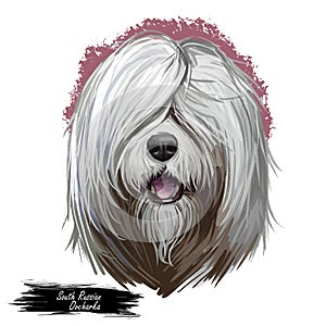 South Russian Ovcharka breed with opened mouth digital art. Watercolor portrait of pet originated from Russia, domestic photo