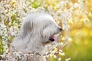 South russian sheepdog