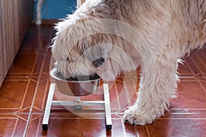 South Russian Shepherd Dog is eating dog food from bowl at home in a kitchen