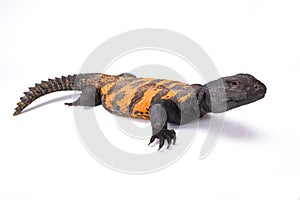 South Saharan spiny-tailed lizard (Uromastyx flavifasciata)