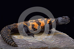 South Saharan spiny-tailed lizard (Uromastyx flavifasciata)