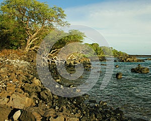 South Shore Coastline, Maui