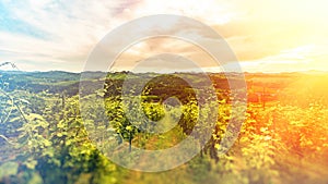 South styria vineyards landscape, near Gamlitz, Austria, Eckberg, Europe. Grape hills view from wine road in spring. Tourist