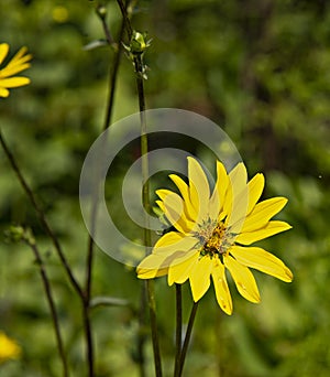 South Texas Ambrosia flower