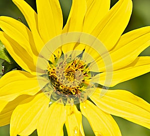 South Texas Ambrosia flower