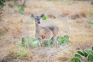 South Texas Doe