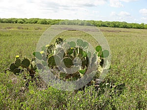 South Texas prickly pear cactus