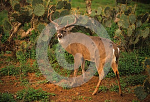 South Texas Whitetail