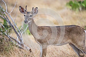 South Texas Yearling Buck photo