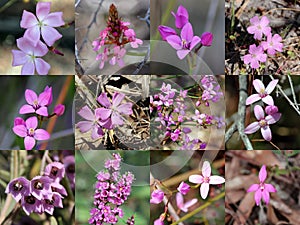 South West Australian Pink Wild flowers Collage