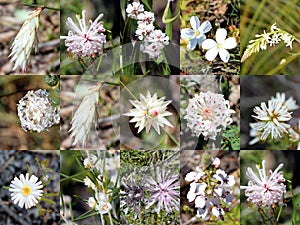 South West Australian White Wild flowers Collage