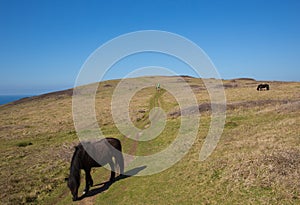 South west coast path North Cornwall with wild pony in beautiful weather
