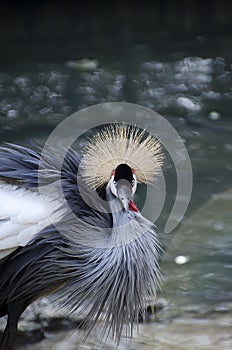Southafrican crowned crane photo