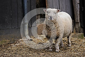 Southdown Sheep