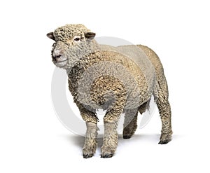 Southdown sheep, Babydoll, smiling sheep, isolated