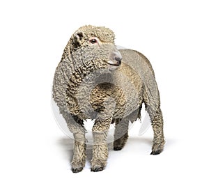 Southdown sheep, Babydoll, smiling sheep, isolated