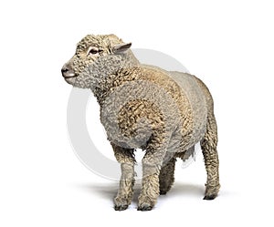 Southdown sheep, Babydoll, smiling sheep, isolated