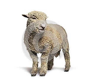 Southdown sheep, Babydoll, smiling sheep, isolated