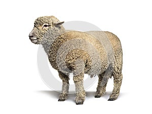 Southdown sheep, Babydoll, smiling sheep isolated